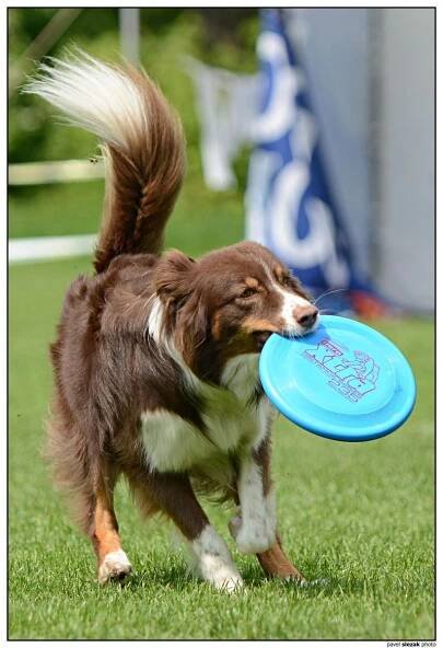 Ulli - Fotoalba - KDDF Tovačov 2013 - mé první letošní dogs frisbee závody