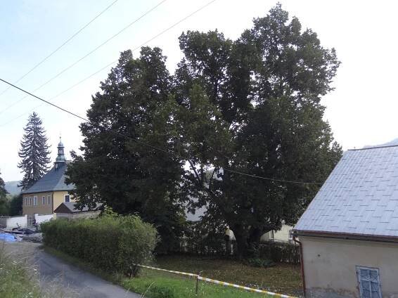 Soubor:Malá Skála - památná lípa malolistá u zámeckého pivovaru (2).jpg
