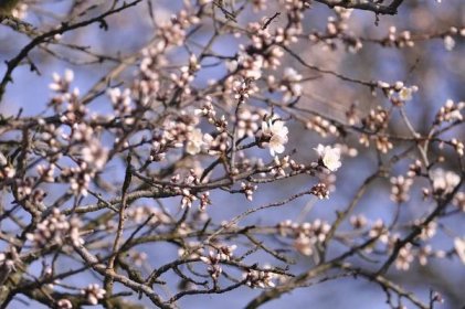 VIDEO: Neobvyklý pohled. Podívejte, jak vidí rozkvetlé mandloně u Hustopečí dron