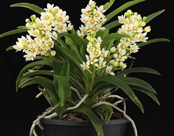 Harley Kingston - Orchids