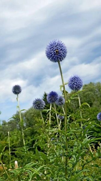 Bělotrn modrý (Echinops ritro)