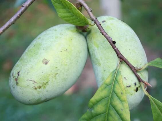Asimina triloba 'Summer Delight' - asimina - Bambuscentrum.cz