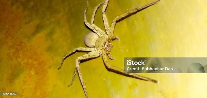 Stock fotografie Tarantula Pavoučí Hmyz Jedovatý Hmyz Domácí Pavouk ...