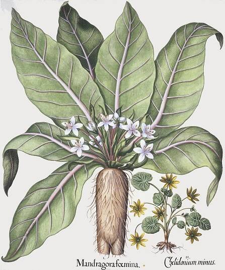 poison plants