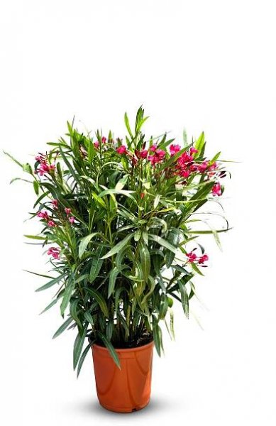 Sunny Tree - Rostlina - Oleandr- Nerium Oleander - Výška 80-100 cm - Barva červená