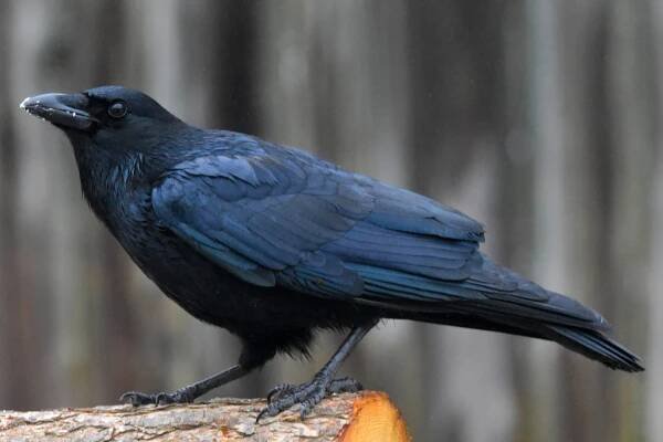 Bird Archive – Bird Whisperer Project