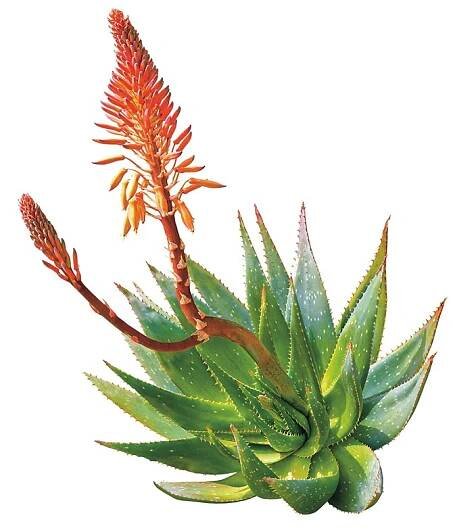 Nekaktusy: Nový druh aloe