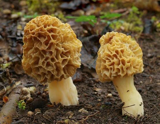 Soubor:2011-04-30 Morchella esculenta.jpg – Wikipedie