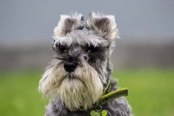 Cuántas razas de perros hay y cómo se llaman: Una guía completa | Accesorios para Perros | El Planeta de los Perros