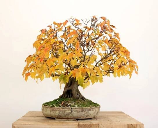Acer ginnala 01 – BonsaiMoravia