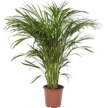 Areca Lutescens (chrysalidocarpus) 21x110cm - Do interiéru