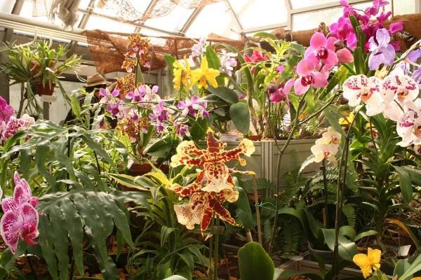 Botanická zahrada - Výstava orchidejí - fotogalerie