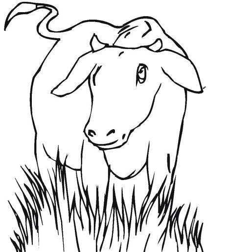 Kráva na trávě