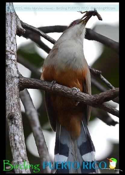 PUERTO RICAN AVIFAUNA PHOTO GALLERY: CUCKOOS, ANI, OWLS