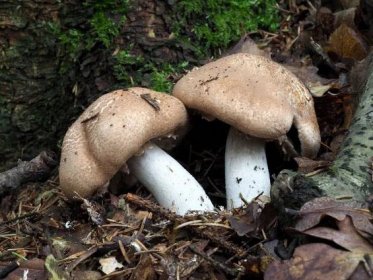 Žampion lesní houbaři přehlížejí, přitom má zajímavou chuť. Jak ho poznat a využít?