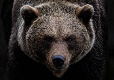 Co se děje s medvědem během zimního spánku a co se stane, když ho probudíme? - Top Stories