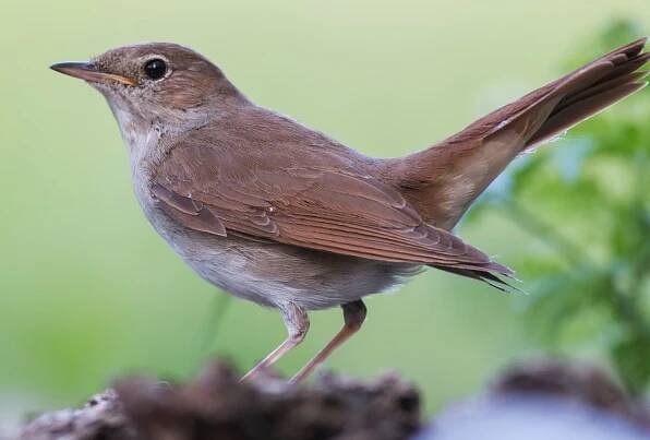 Nightingale guide: species facts and how Britain's songbird is under threat