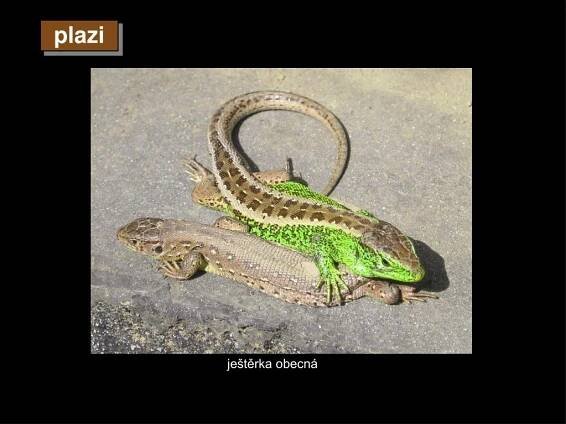 PPT - Poznávačka – obratlovci tercie PowerPoint Presentation, free download - ID:4342047
