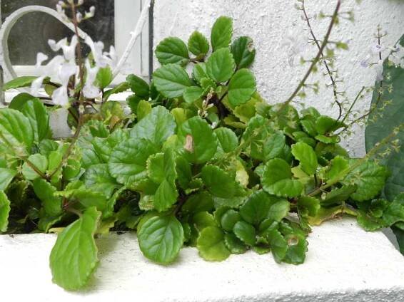 Je možné množit plectranthus z listů?