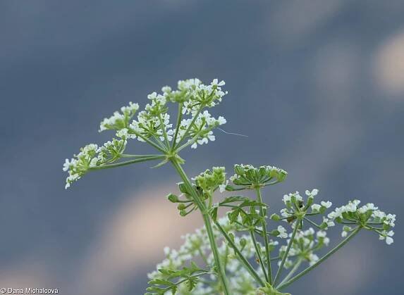 fotografický klíč k určování cévnatých rostlin :: BOTANICKÁ FOTOGALERIE