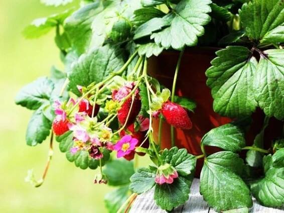 Jahoda popínavá rostlina ROMAN F1 Sladká do květináčů Na balkon Sazenice P9 Latinský název fragaria ananassa