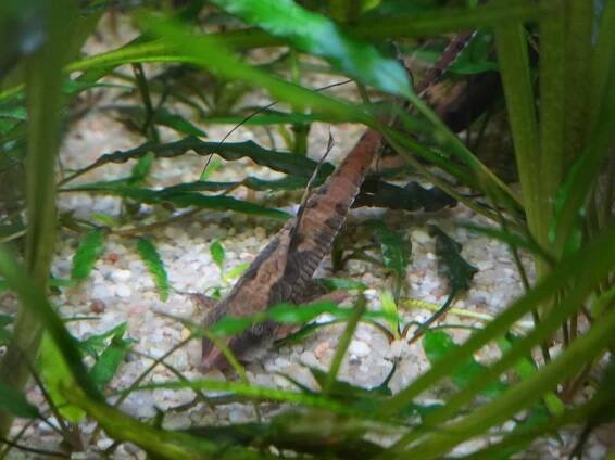 "Sturisoma panamense: Rozdíly mezi samcem a samicí" | ForAquarist.com