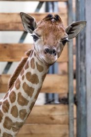 Žirafí samička narozená v pátek už skotačí se zbytkem stáda – Cysnews
