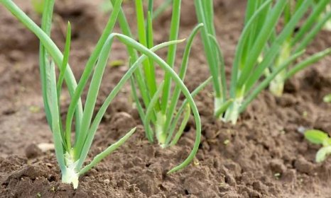 Základní pravidla pro úspěšné pěstování cibule, která by měl znát každý správný zahrádkář