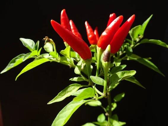 Chilli paprička (23 fotografií): pálivá a zelená pálivá paprika, sladká, thajská a další druhy a odrůdy. Jak hořká paprika roste a jak ji pěstovat doma na parapetu?