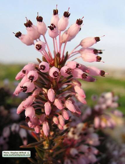 Erica multiflora / Mediterranean Heath / Erika