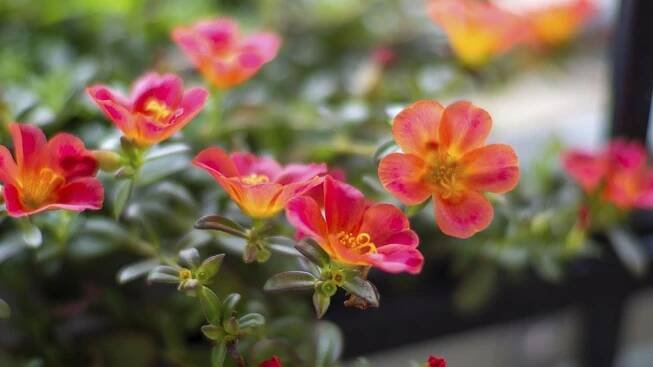 Sustrato Portulaca umbraticola