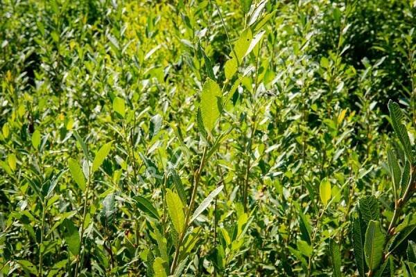 Vrba popelavá - Salix cinerea