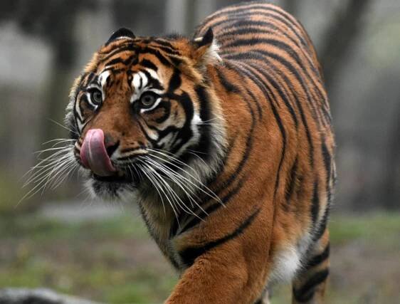 A Sumatran tiger at a zoo in France