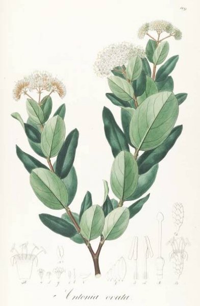 Antonia (plant)