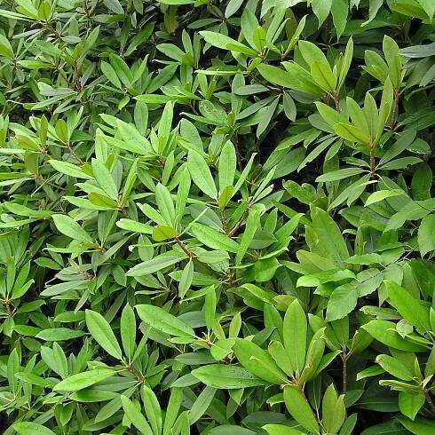 Rosebay Rhododendron Update – Hiker's Notebook
