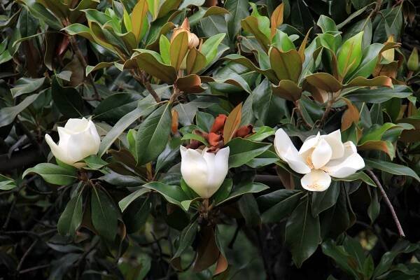 Magnolia stalozelená