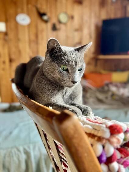 Koťátka z vrhu F: Fiebe,Finn,Frances,Feel, Frederick,Fiona – Sirimal Cat,CZ – Ruská modrá kočka