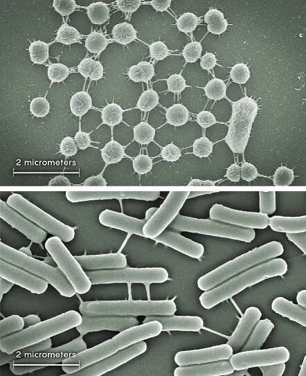 top: In a microscope image, thin tubes stretch between long, narrow, pill-shaped bacteria. Bottom: In a microscope image, thin tubes connect some two dozen round cyanobacteria.