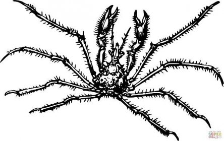 Vintage pavoučí krab omalovánka | Omalovánky k Vytisknutí Zdarma