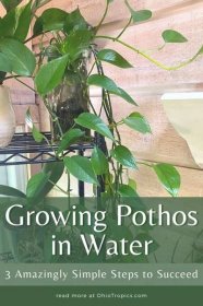 Growing Pothos in Water: 3 Amazingly Simple Steps to Succeed