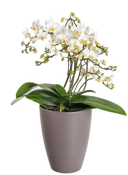 Orchidej Můrovec, Phalaenopsis Wild, bílá, skladem | ZAZUMi.cz