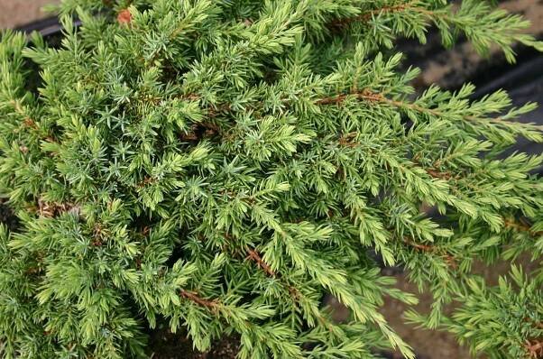 Juniperus communis Repanda