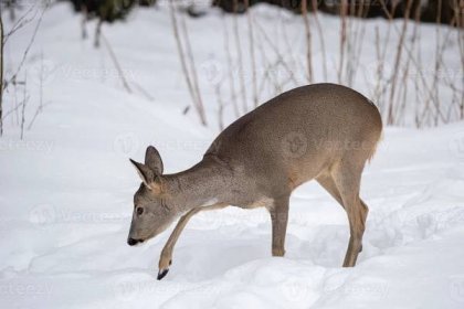 Wild roe deer in winter nature. Capreolus capreolus. 37779734 Stock ...