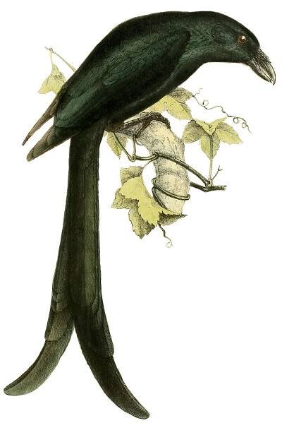 Mayotte drongo