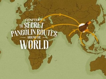 Chapter 7: The Secret Pangolin Smuggling Routes Around The World