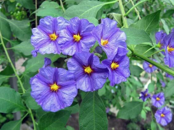 Lilek modrý (Solanum rantonnetii)