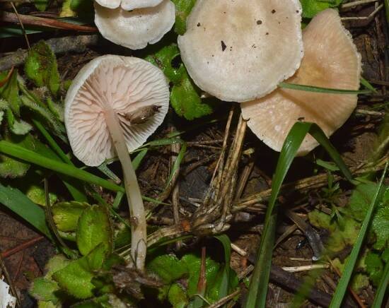 Entoloma – eFlora of India