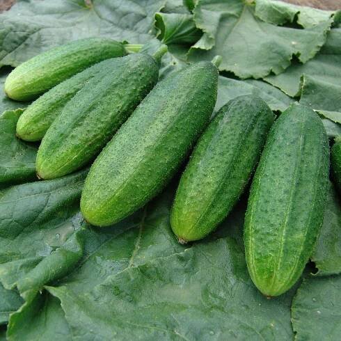 Okurka nakládačka Mira F1 – Cucumis sativus – osivo okurek