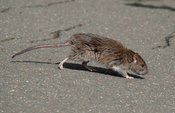 boční pohled na krysu hnědou, rattus norvegicus, přecházející pěšinu v městském parku. - hantavirus - stock snímky, obrázky a fotky