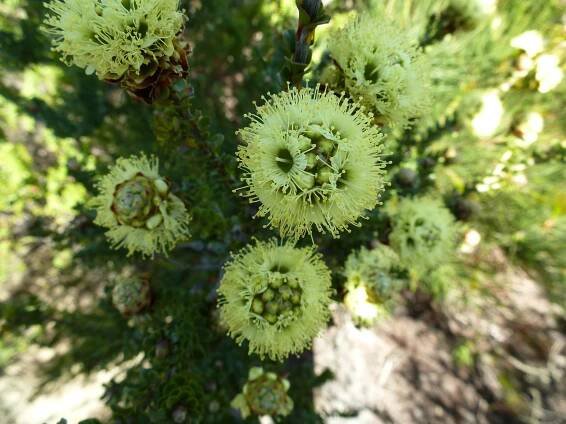Kunzea montana